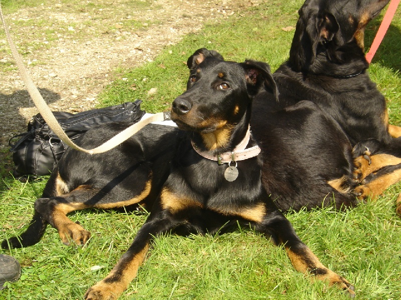 Guern (56) le 14 sept 2008 journée beauceronne