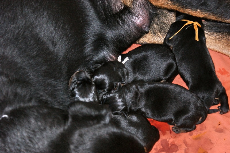 bebes de Enya et César nés le 8 janvier 2012