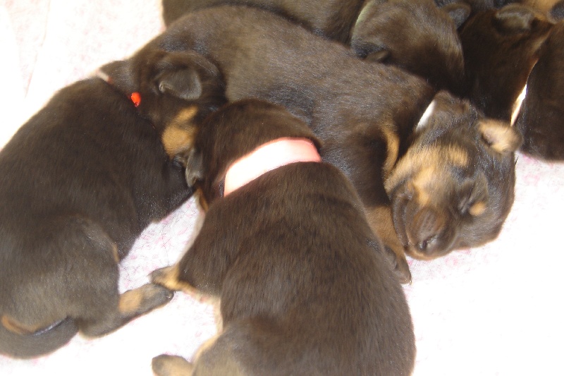 Chiots de Baïka et Buddy