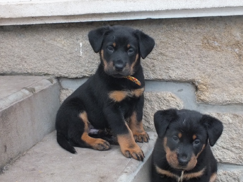 des falaises d'iroise - Berger de Beauce - Portée née le 08/01/2012